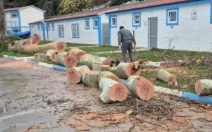 90 yaşındaki çınar ağacı devrildi...