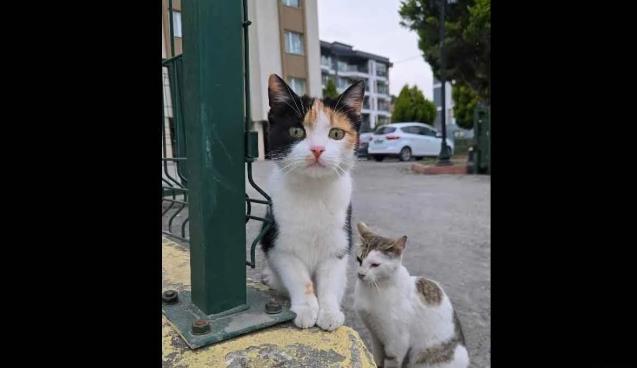 Balık ağı ile alıp!... Yeni anne oldu… İşte o paylaşım…
