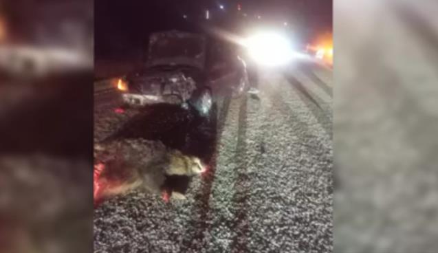 Otomobil yola fırlayan domuza çarptı...