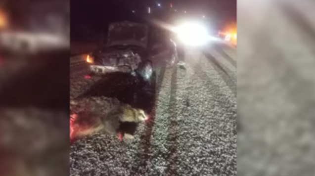 Otomobil yola fırlayan domuza çarptı...