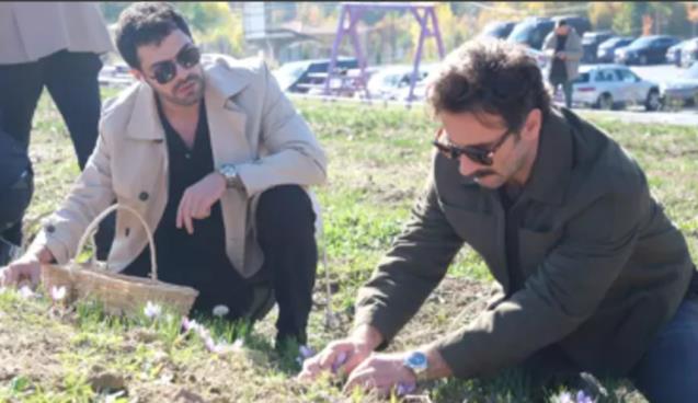 Ünlü oyuncular imece ağı yöntemiyle safran hasadı yaptı...