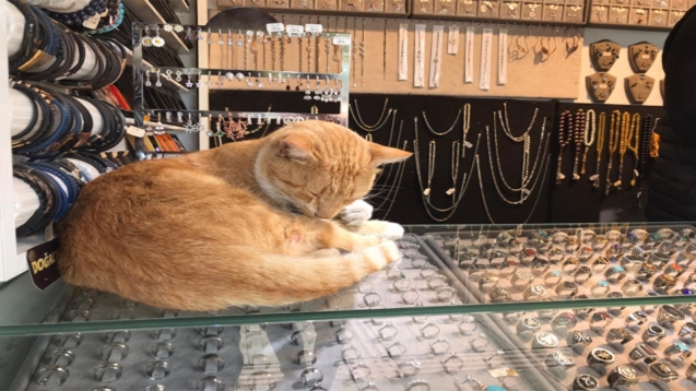 Soğukta üşüyen kedi, tespihçiye sığındı
