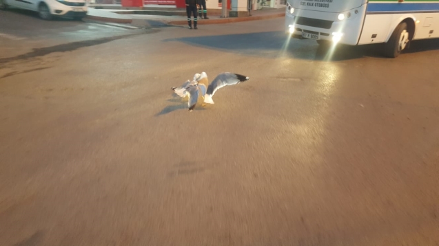 Martılar kavga etti, vatandaş korktu..