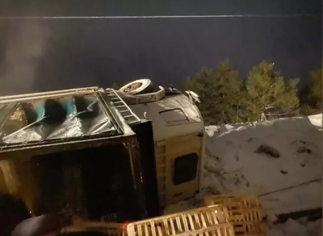 Tavuk yüklü kamyon devrildi... Yüzlerce tavuk öldü...