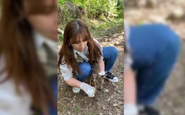 Yavru karaca doğaya bırakıldı...