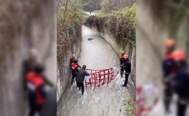 Su kanalında mahsur kalan karaca kurtarıldı...
