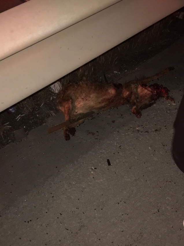 Trafik kazası ! Yaralılar var...