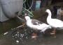 Gagaları ile musluğu açıp su içiyor...