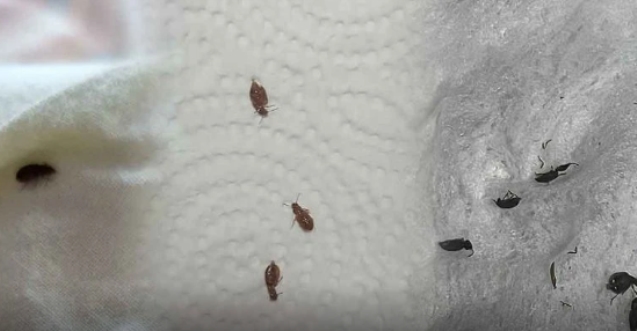 KYK Yurdunu tahtakuruları bastı...