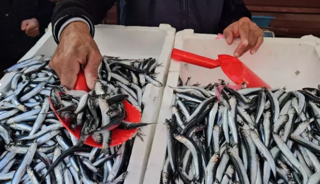 Sezon başında vatandaş ucuz balık yiyecek...