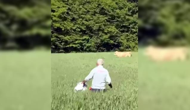 Kaçan kurbanlık boğa ormanda yakaladı...
