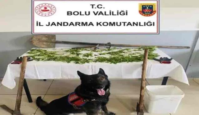 K*nevir eken şüpheli tutuklandı…