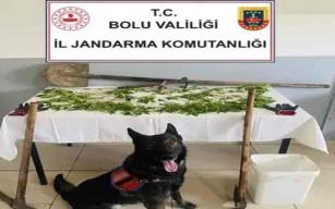 K*nevir eken şüpheli tutuklandı…